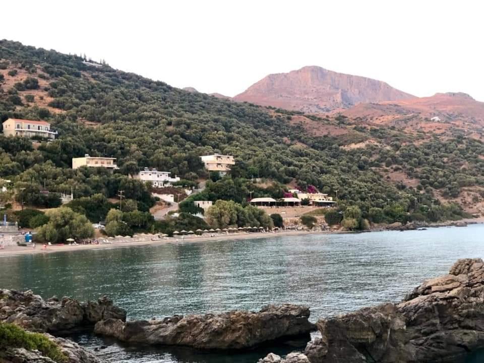 Livikon Studios & * Rodakino